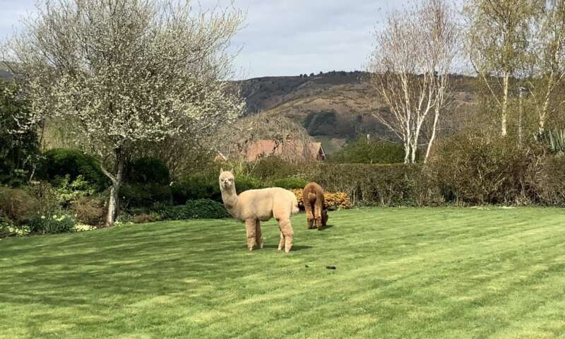 Eastleigh Alpacare Homes????(Struggling for a good pun)